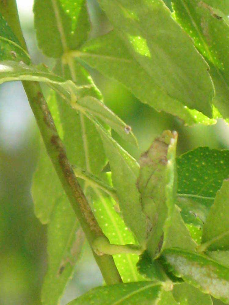            First year twig (Winter Haven, FL)   